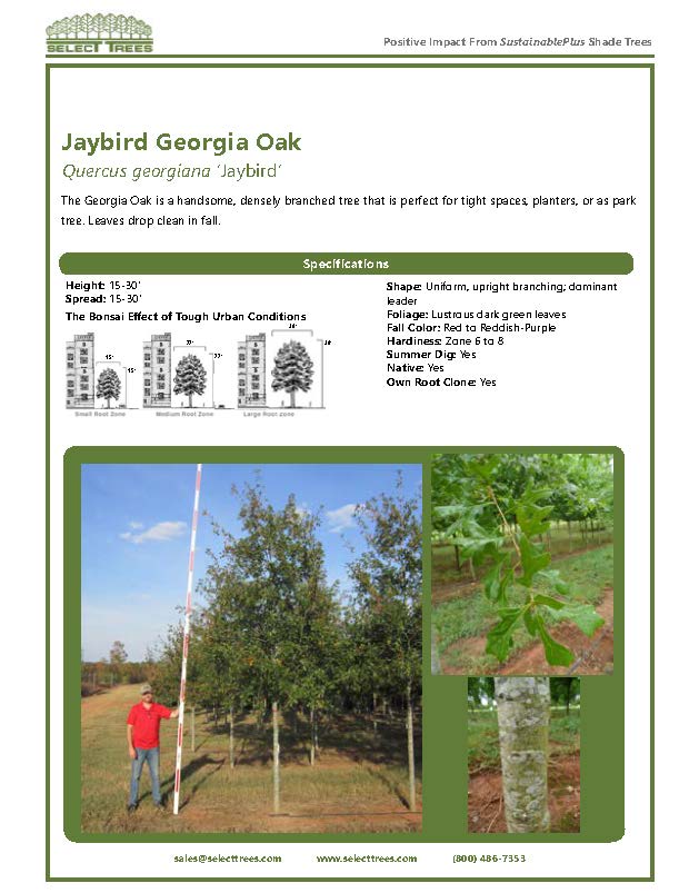 quercus-georgiana-jaybird-georgia-oak-stone-mountain-oak