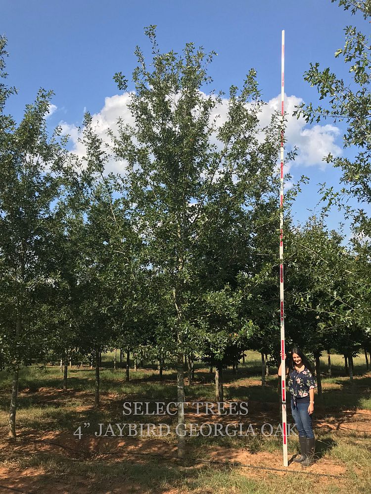 quercus-georgiana-jaybird-georgia-oak-stone-mountain-oak