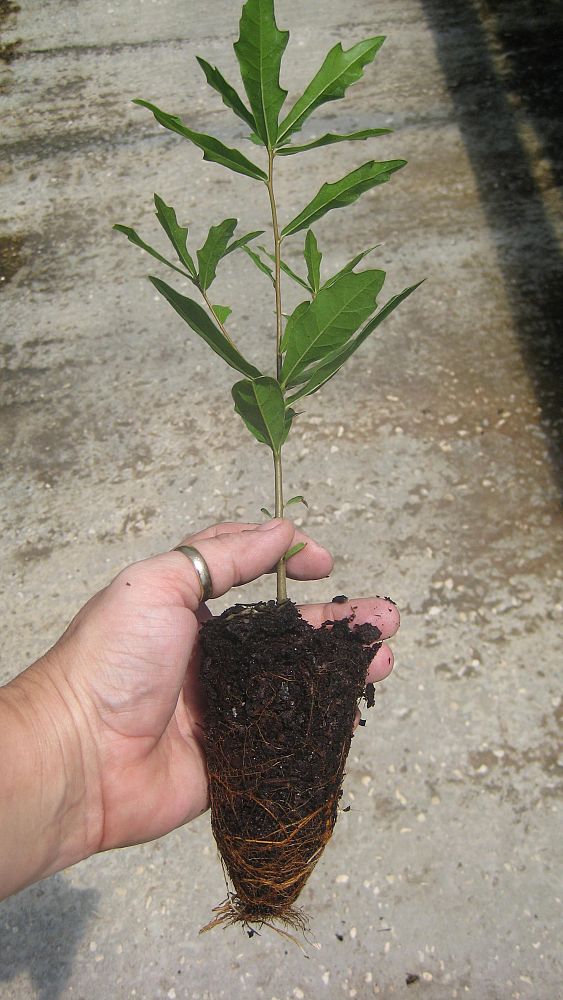quercus-hemisphaerica-darlington-oak-coast-laurel-oak