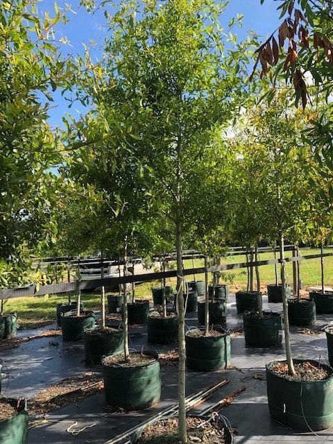 quercus-hemisphaerica-darlington-oak-coast-laurel-oak