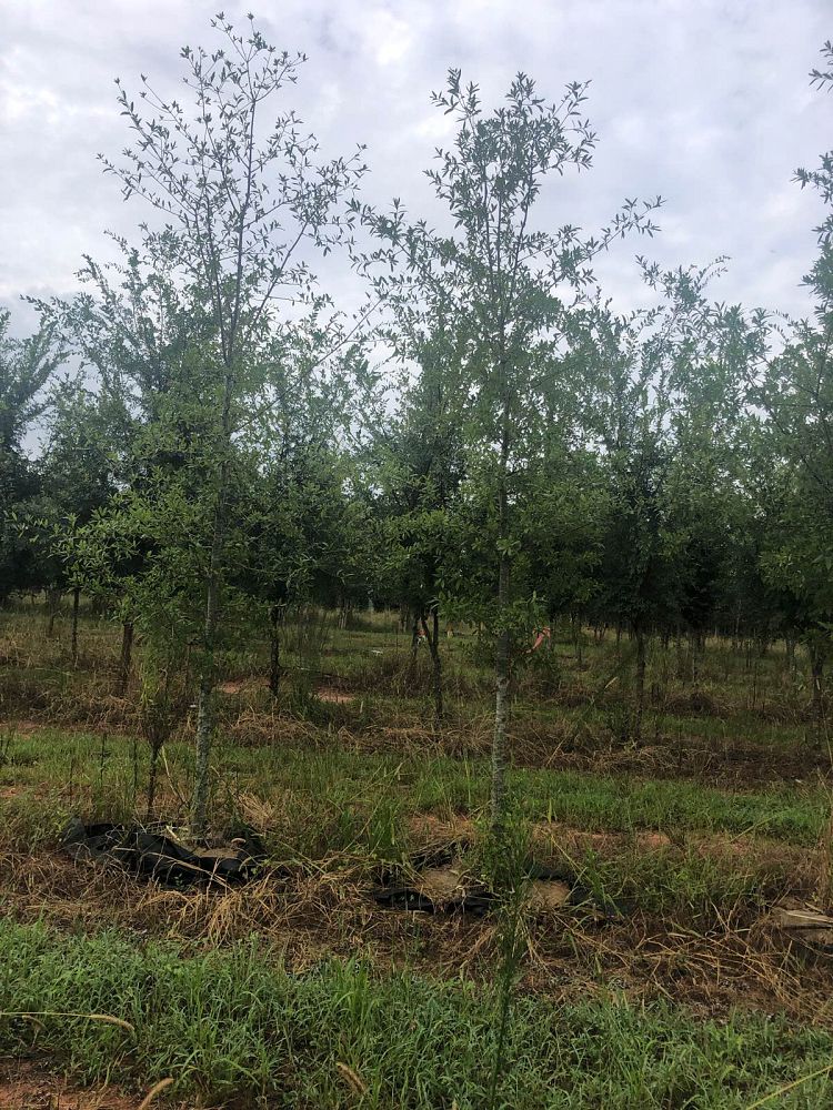 quercus-hemisphaerica-qhmtf-darlington-oak-avalyn-coast-laurel-oak
