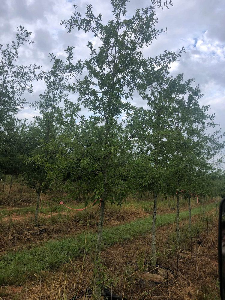 quercus-hemisphaerica-qhmtf-darlington-oak-avalyn-coast-laurel-oak