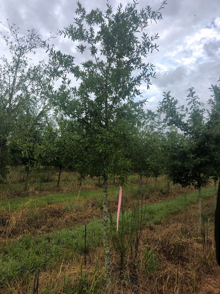quercus-hemisphaerica-qhmtf-darlington-oak-avalyn-coast-laurel-oak