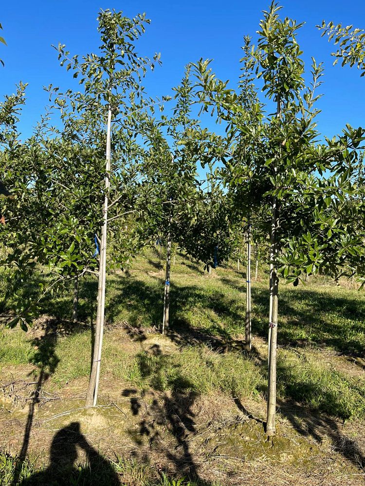 quercus-imbricaria-shingle-oak