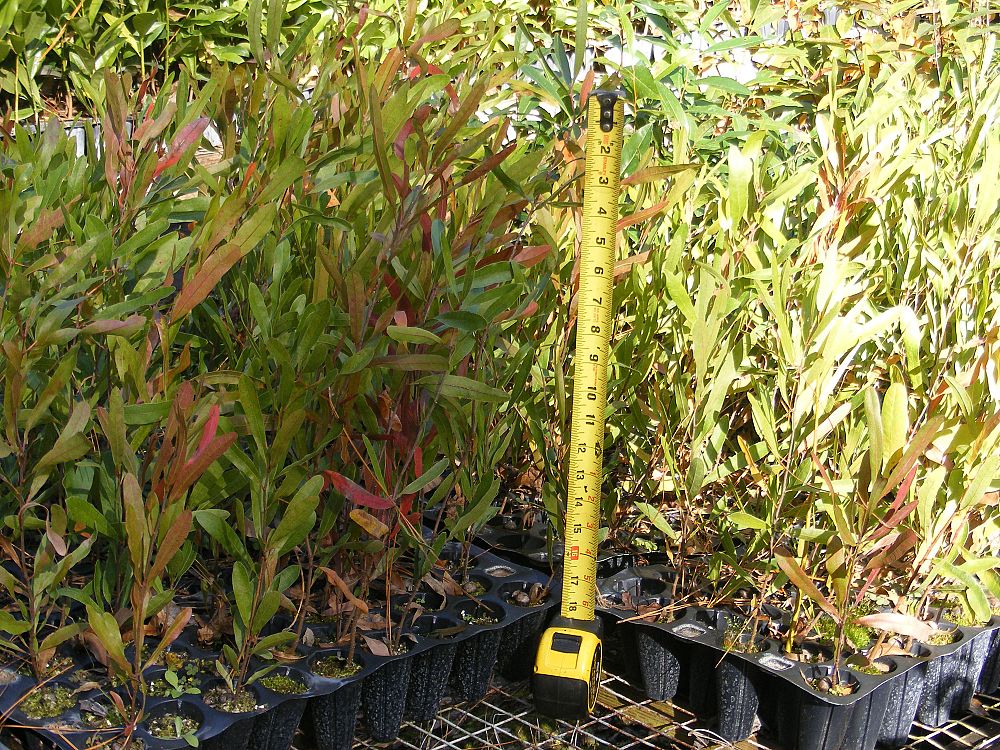 quercus-incana-quercus-cinerea-bluejack-oak