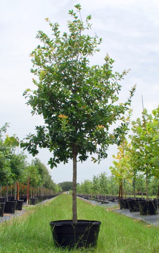 quercus-laceyi-lacey-oak-texas-blue-oak