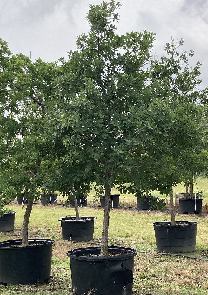 quercus-laceyi-lacey-oak-texas-blue-oak