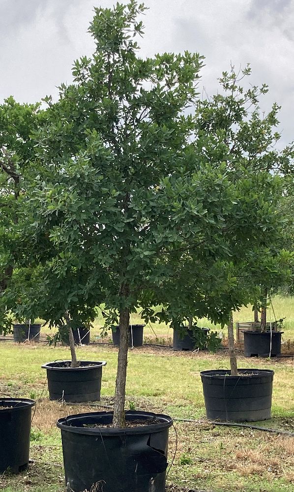 quercus-laceyi-lacey-oak-texas-blue-oak