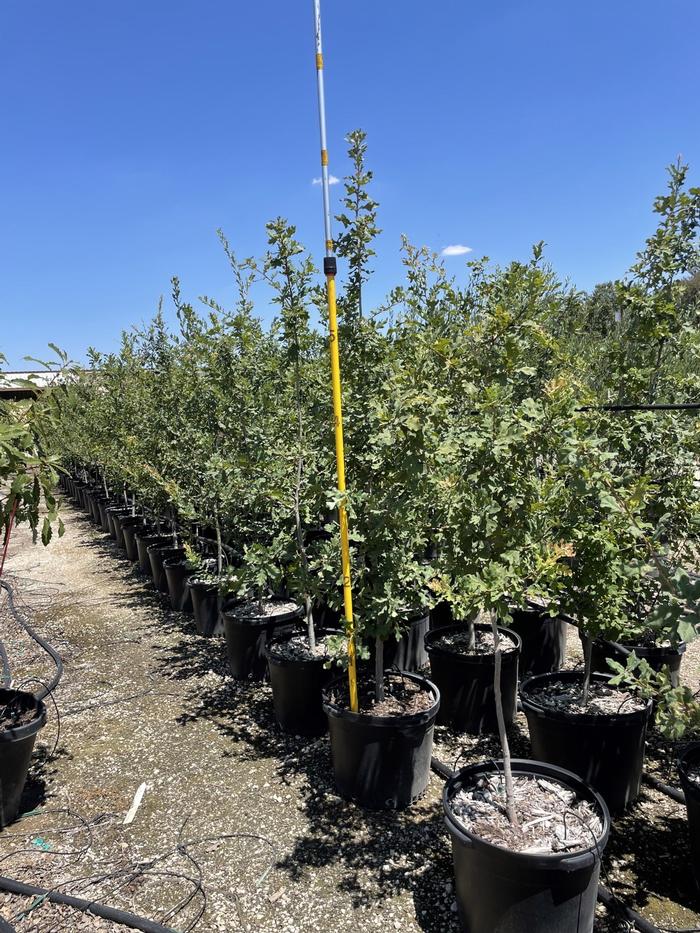 quercus-laceyi-lacey-oak-texas-blue-oak