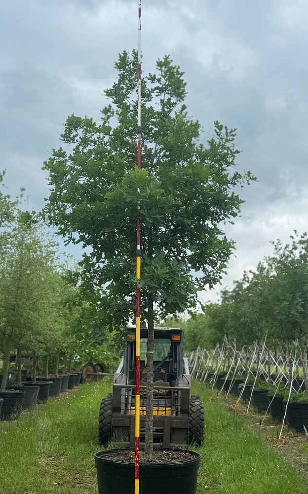 quercus-laceyi-lacey-oak-texas-blue-oak