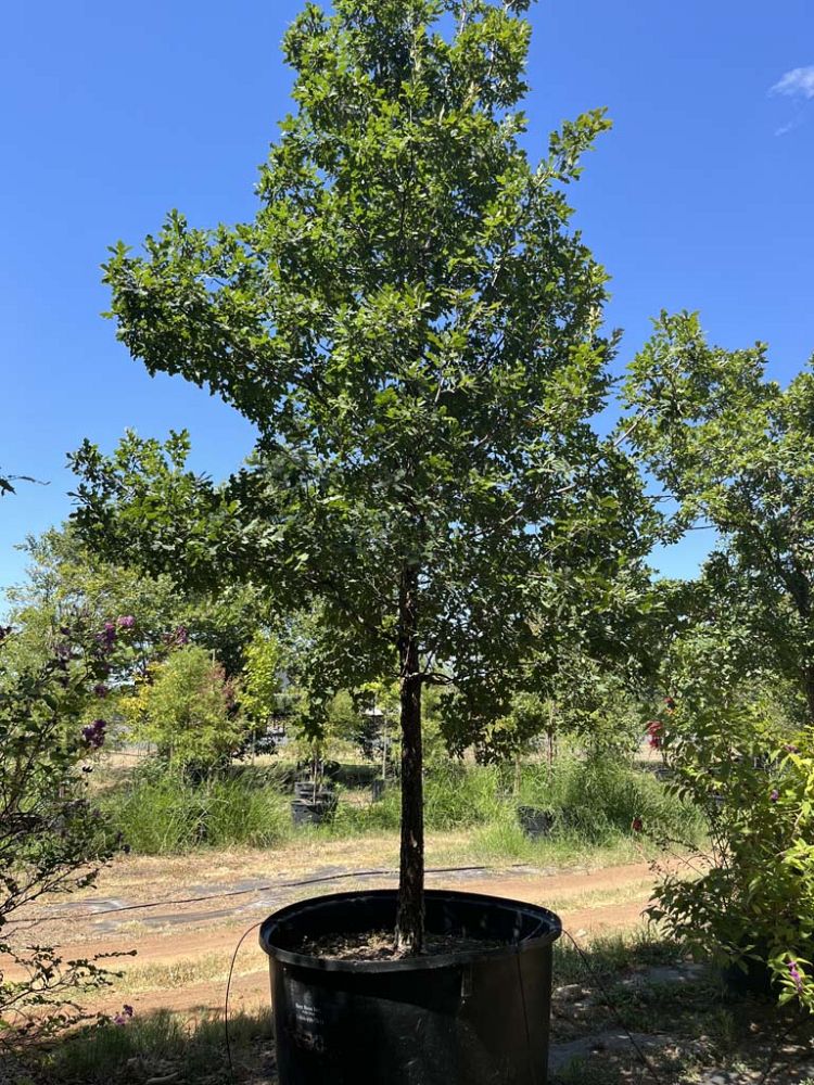 quercus-laceyi-lacey-oak-texas-blue-oak