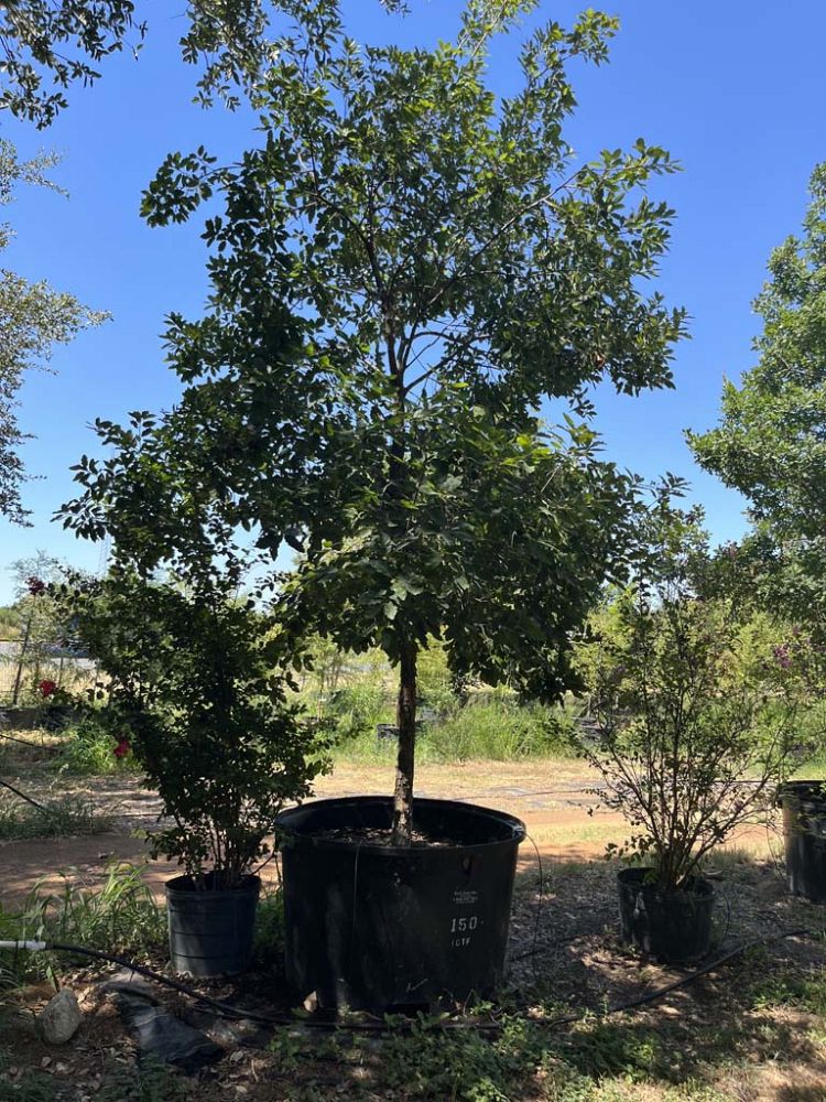quercus-laceyi-lacey-oak-texas-blue-oak