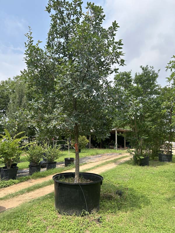 quercus-laceyi-lacey-oak-texas-blue-oak