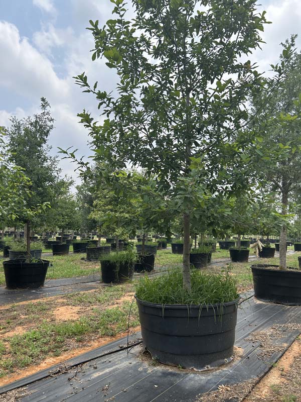 quercus-laceyi-lacey-oak-texas-blue-oak