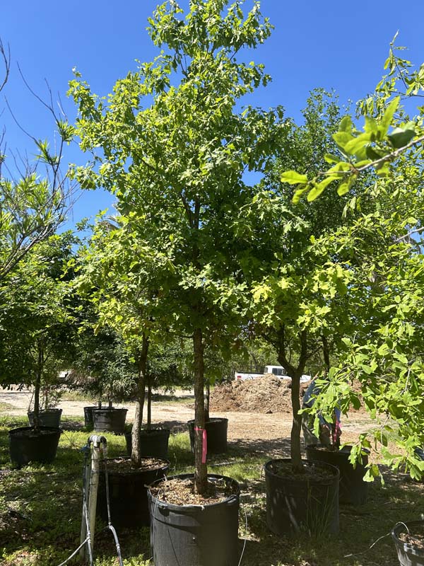 quercus-laceyi-lacey-oak-texas-blue-oak