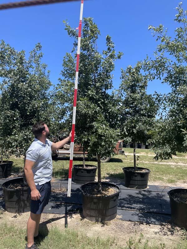 quercus-laceyi-lacey-oak-texas-blue-oak