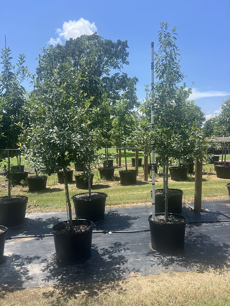 quercus-laceyi-lacey-oak-texas-blue-oak