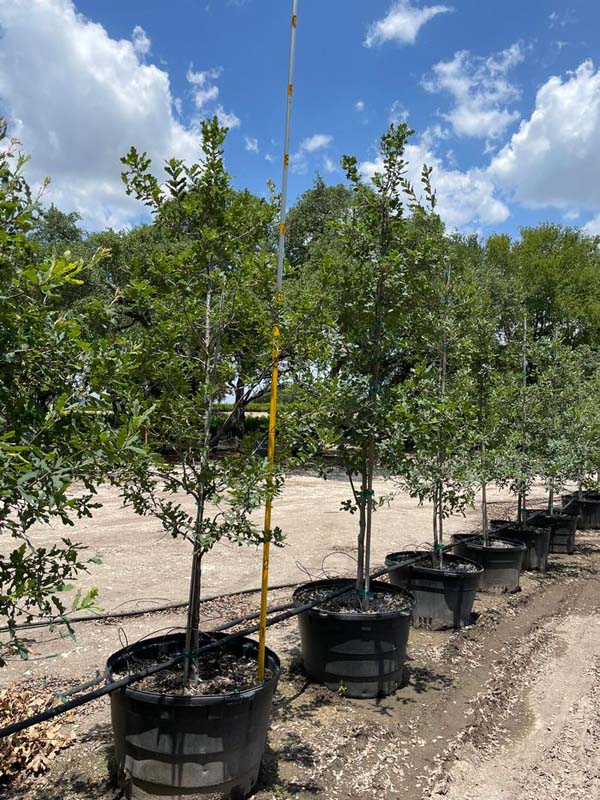 quercus-laceyi-lacey-oak-texas-blue-oak