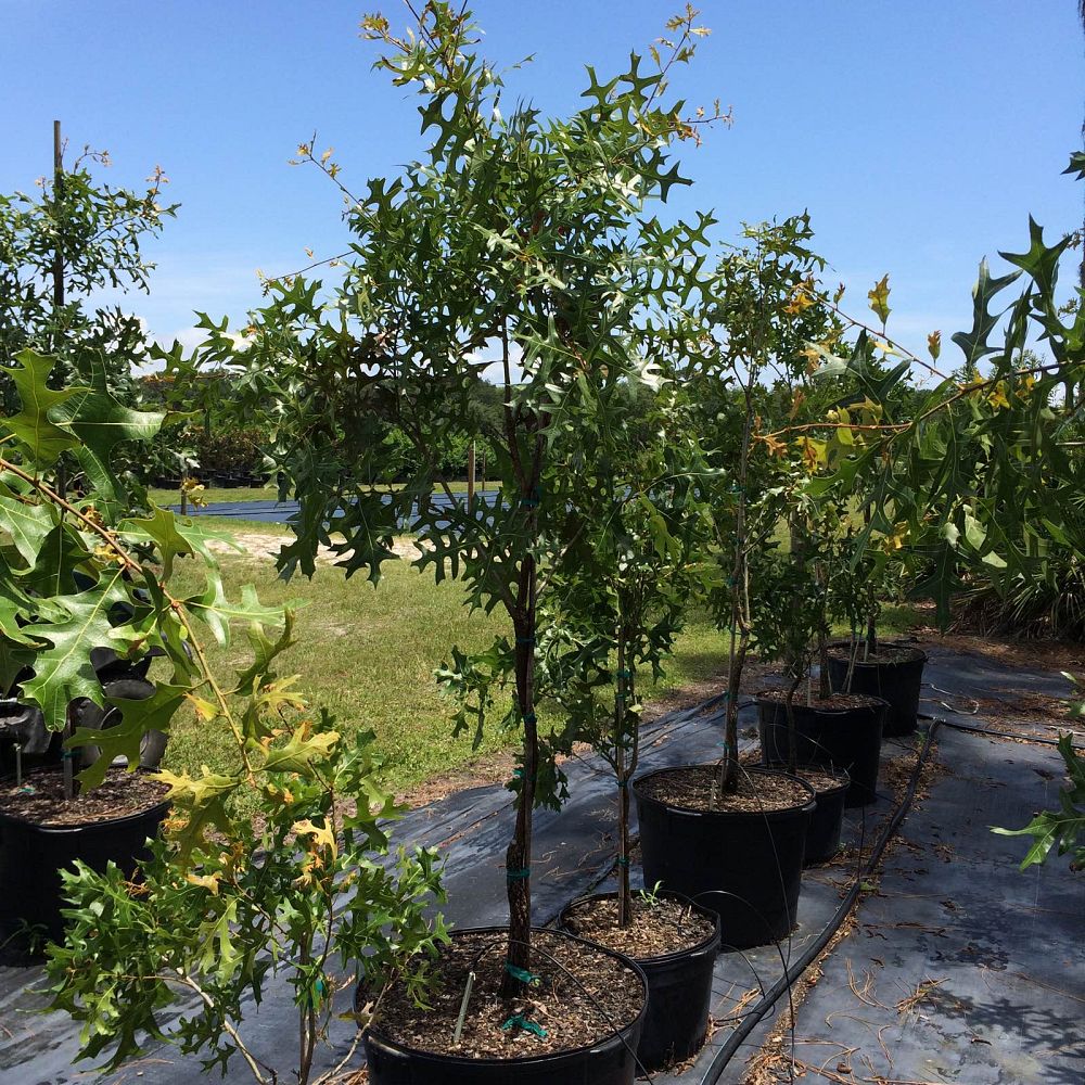 quercus-laevis-turkey-oak