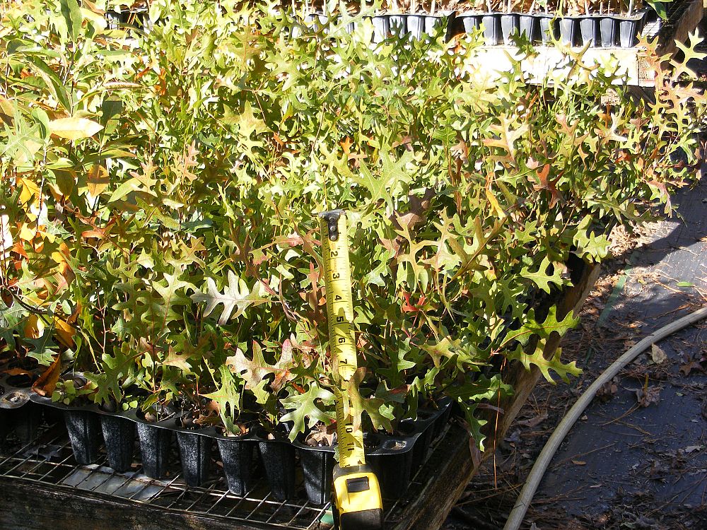 quercus-laevis-turkey-oak