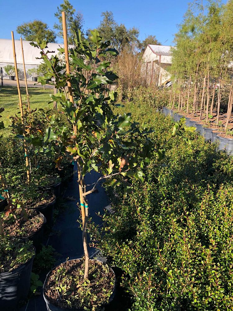 quercus-laevis-turkey-oak