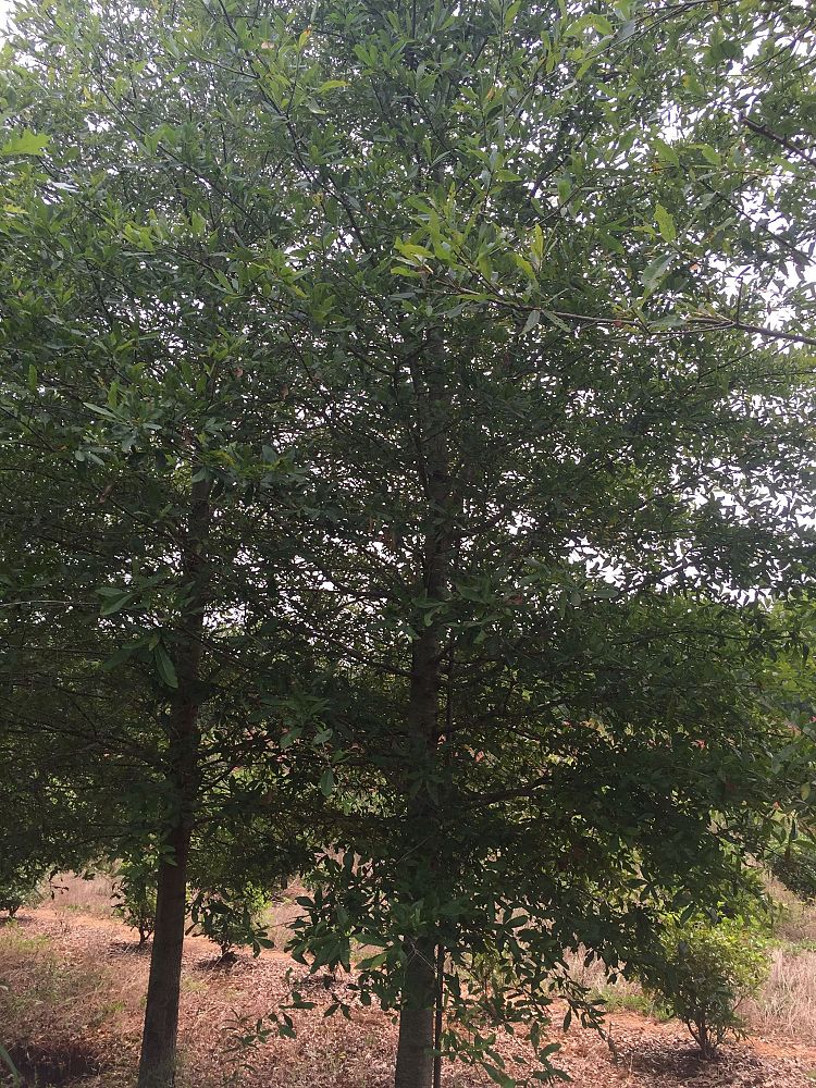 quercus-laurifolia-laurel-oak-swamp-oak-quercus-obtusa