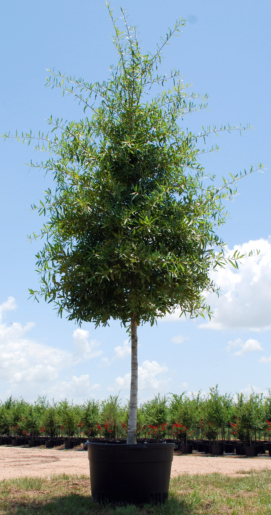 quercus-laurifolia-laurel-oak-swamp-oak-quercus-obtusa
