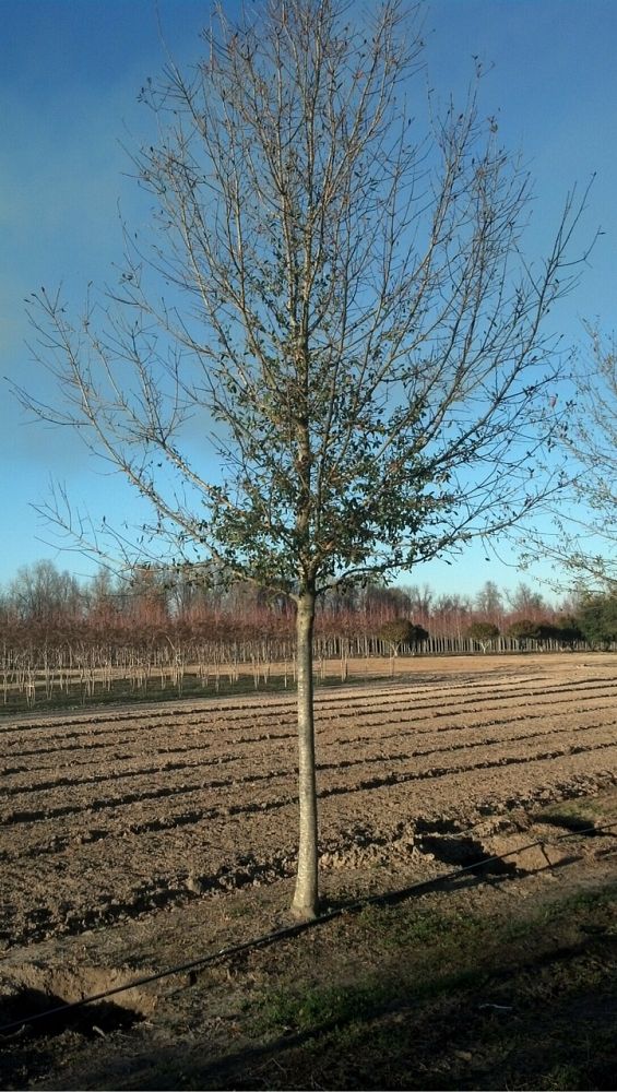 quercus-laurifolia-laurel-oak-swamp-oak-quercus-obtusa