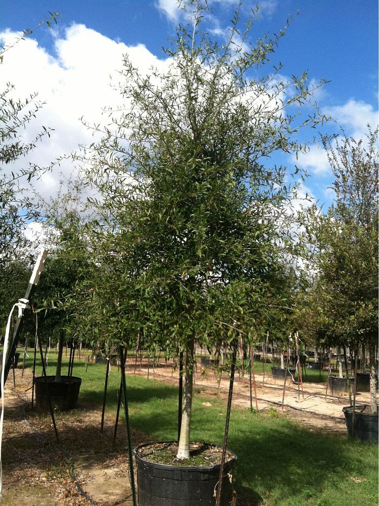 quercus-laurifolia-laurel-oak-swamp-oak-quercus-obtusa