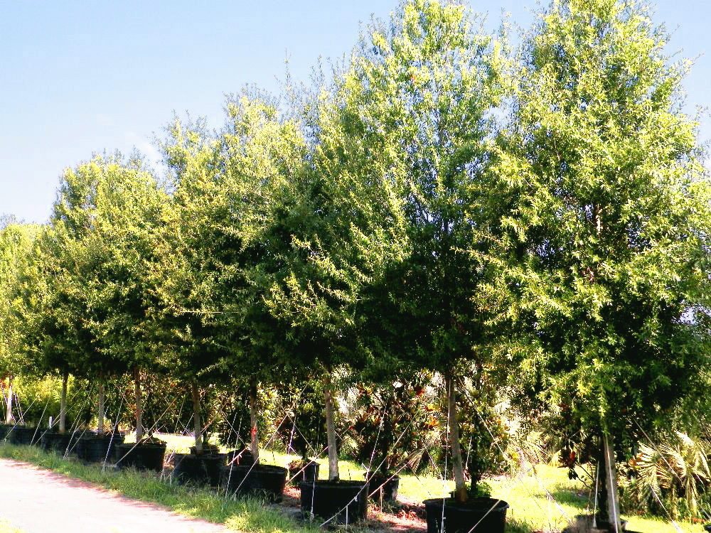 quercus-laurifolia-laurel-oak-swamp-oak-quercus-obtusa