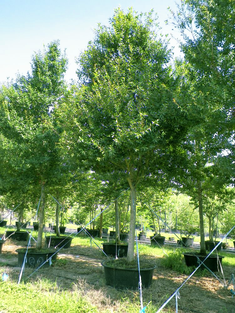quercus-laurifolia-laurel-oak-swamp-oak-quercus-obtusa