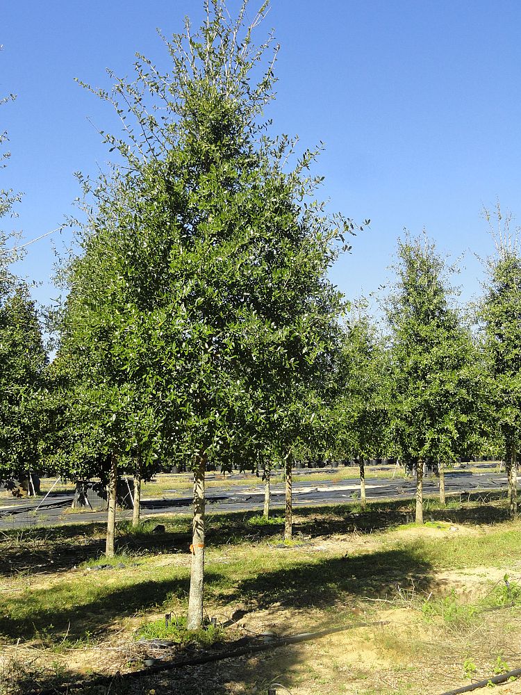 quercus-laurifolia-laurel-oak-swamp-oak-quercus-obtusa