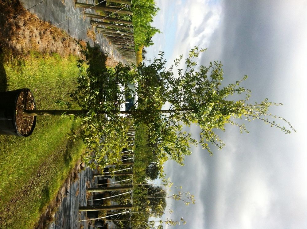 quercus-laurifolia-laurel-oak-swamp-oak-quercus-obtusa