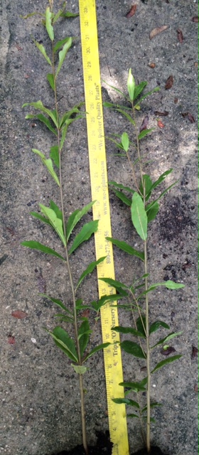 quercus-laurifolia-laurel-oak-swamp-oak-quercus-obtusa