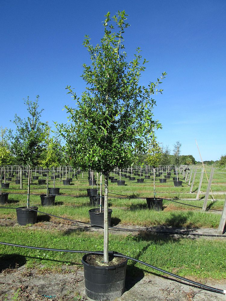 quercus-laurifolia-laurel-oak-swamp-oak-quercus-obtusa