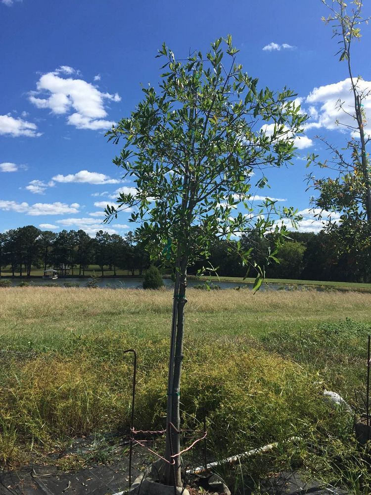 quercus-laurifolia-laurel-oak-swamp-oak-quercus-obtusa