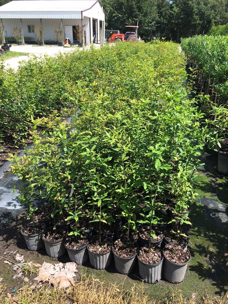 quercus-laurifolia-laurel-oak-swamp-oak-quercus-obtusa