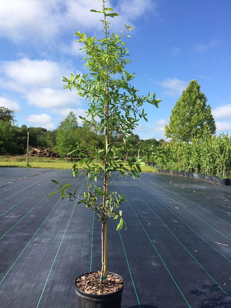 quercus-laurifolia-laurel-oak-swamp-oak-quercus-obtusa