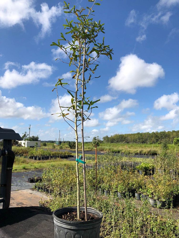 quercus-laurifolia-laurel-oak-swamp-oak-quercus-obtusa
