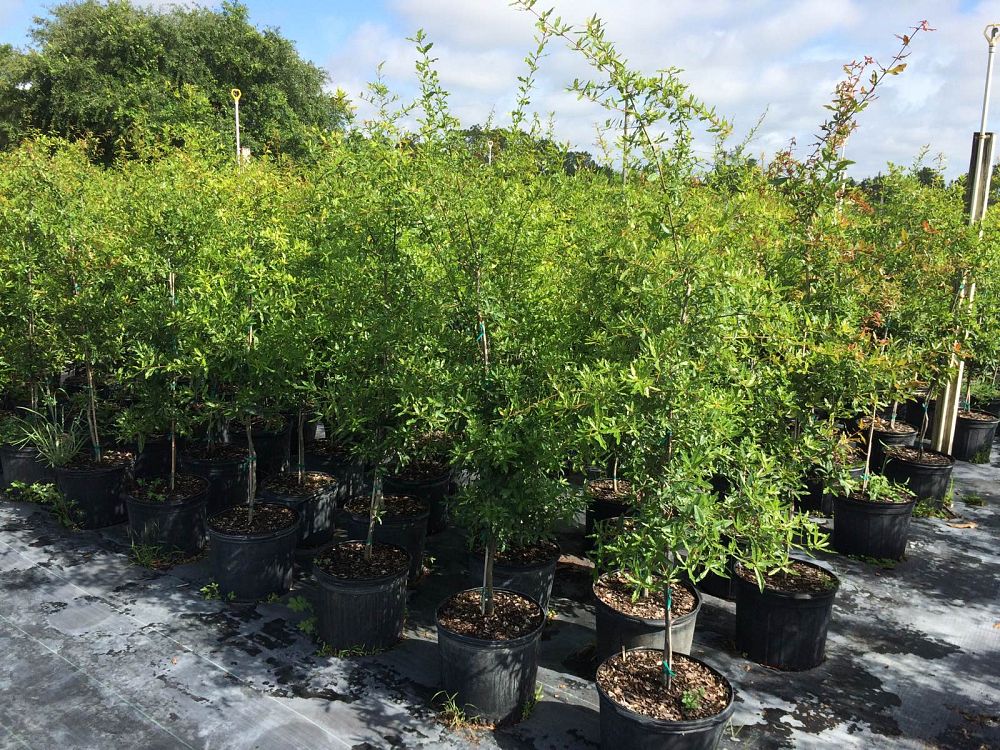 quercus-laurifolia-laurel-oak-swamp-oak-quercus-obtusa