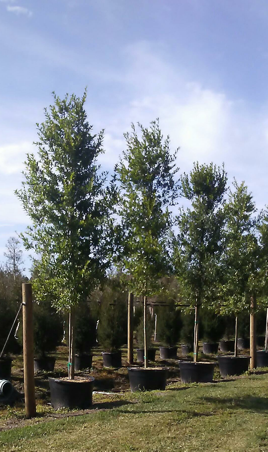 quercus-laurifolia-laurel-oak-swamp-oak-quercus-obtusa