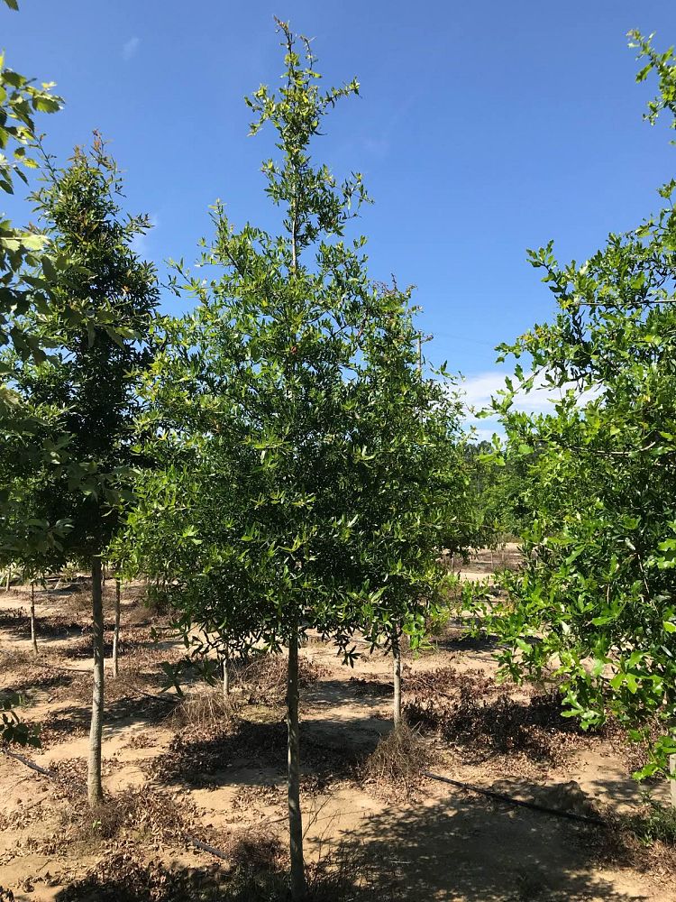quercus-laurifolia-laurel-oak-swamp-oak-quercus-obtusa