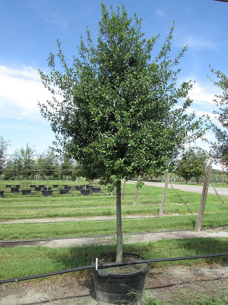 quercus-laurifolia-laurel-oak-swamp-oak-quercus-obtusa