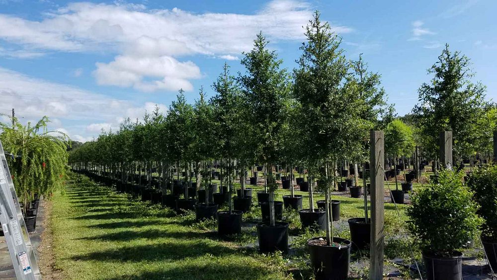 quercus-laurifolia-laurel-oak-swamp-oak-quercus-obtusa