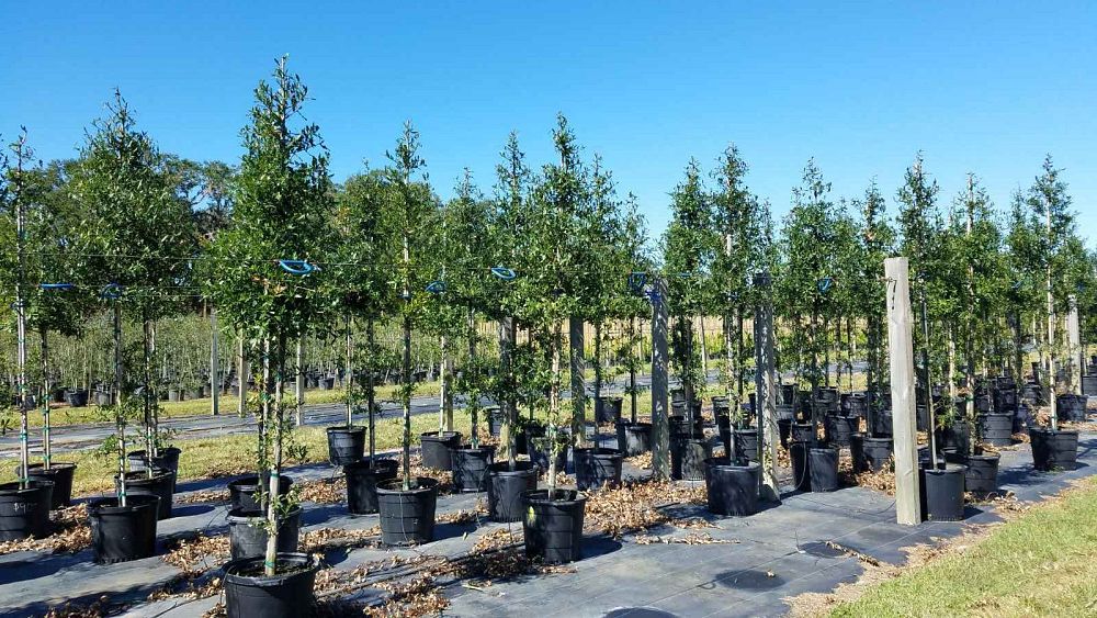 quercus-laurifolia-laurel-oak-swamp-oak-quercus-obtusa