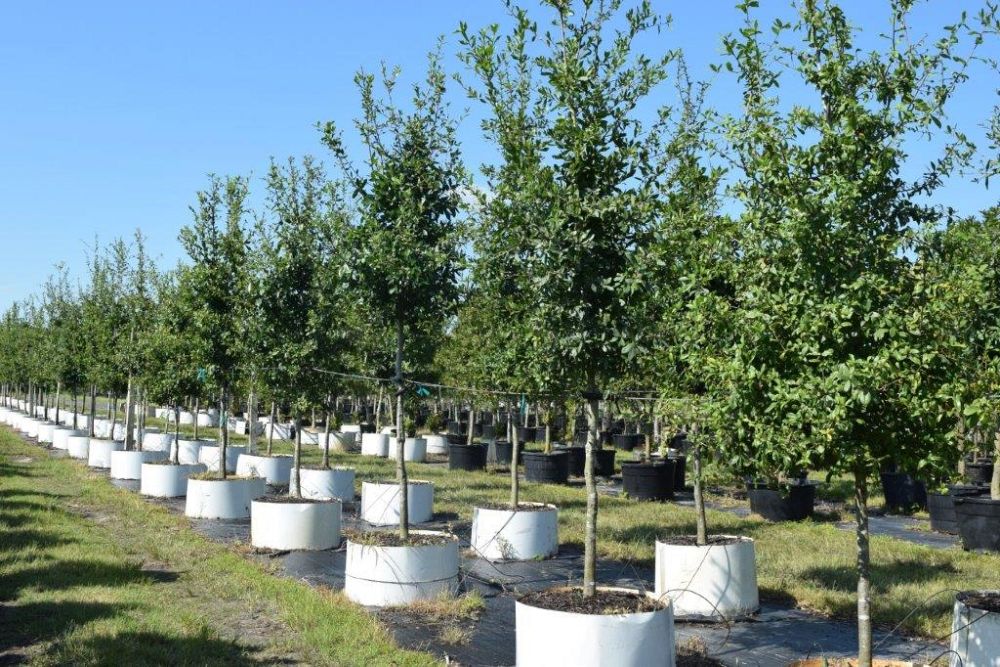 quercus-laurifolia-laurel-oak-swamp-oak-quercus-obtusa
