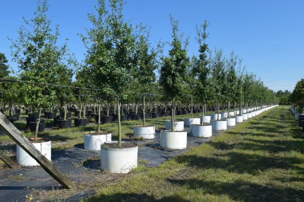 quercus-laurifolia-laurel-oak-swamp-oak-quercus-obtusa