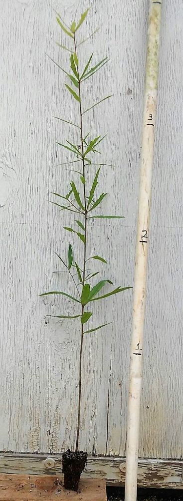 quercus-laurifolia-laurel-oak-swamp-oak-quercus-obtusa
