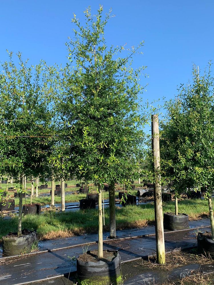 quercus-laurifolia-laurel-oak-swamp-oak-quercus-obtusa