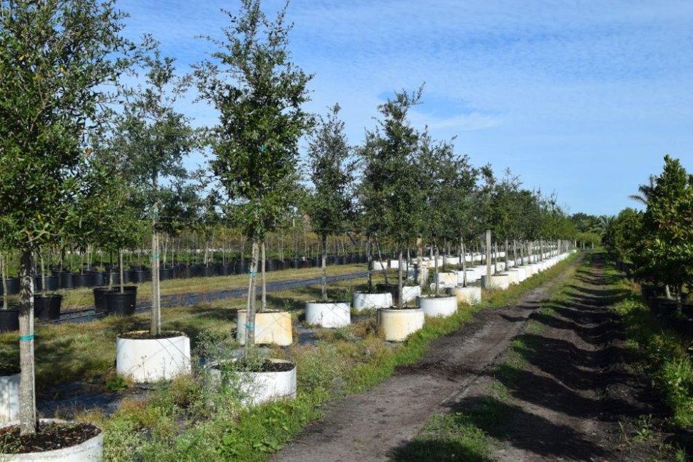 quercus-laurifolia-laurel-oak-swamp-oak-quercus-obtusa